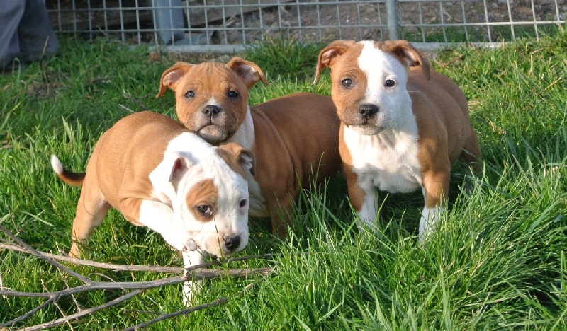 De Lilas Park - Staffordshire Bull Terrier - Portée née le 08/01/2014