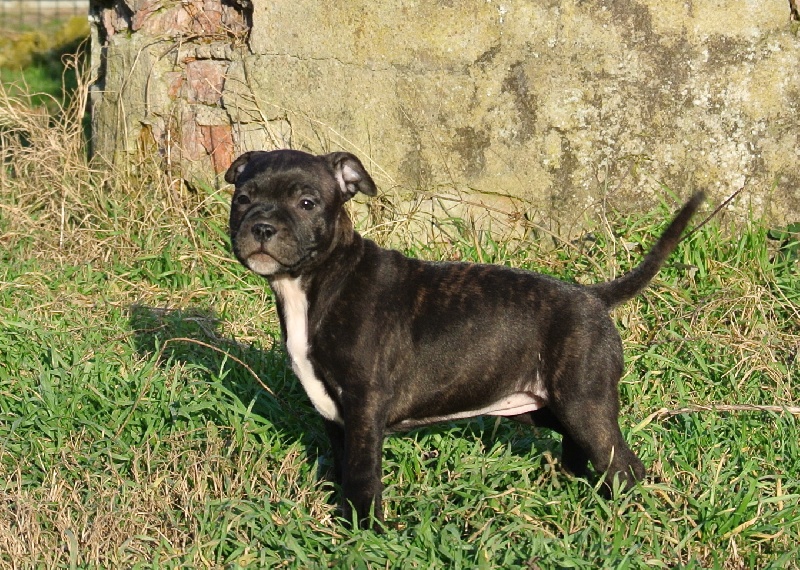 De Lilas Park - Staffordshire Bull Terrier - Portée née le 13/11/2013