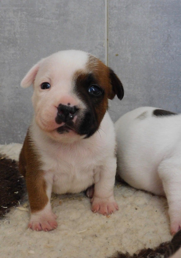 Chiot femelle staffie